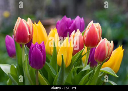 Un bouquet de tulipes colorées mélangées. Banque D'Images