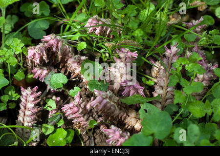 Mothwort, Lathraea squamaria plante florissante - parasite, parasite sur les racines des arbres à feuilles caduques Europe chlorophylle répandue est manquante Banque D'Images