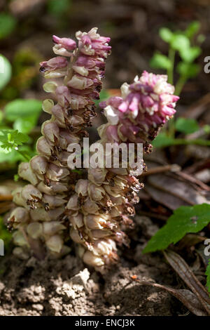 Mothwort, Lathraea squamaria plante à fleurs - parasite, parasite sur les racines des arbres à feuilles caduques Europe largement répandue Banque D'Images