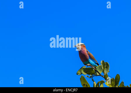 Lilac-breasted roller sur une branche. Oiseau national du Botswana et le Kenya. Banque D'Images