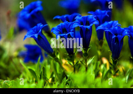 Verres bleu gentiane, Gentiana acaulis sur rock-jardin, rocaille, alpinum, Banque D'Images