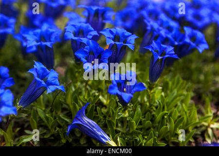 Verres bleu gentiane, Gentiana acaulis sur rock-jardin, rocaille, alpinum, Banque D'Images