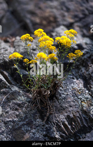 Poussière d'or, plante jaune Aurinia saxatilis poussant dans la roche Banque D'Images