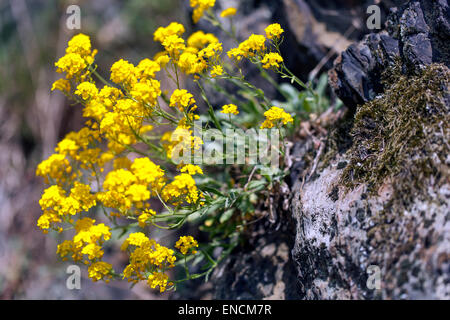 Poussière d'or, jaune Aurinia saxatilis sur roche jaune Alyssum Banque D'Images