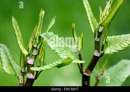 La renouée du Japon, Reynoutria japonica Fallopia japonica, les jeunes feuilles, les plantes envahissantes Banque D'Images
