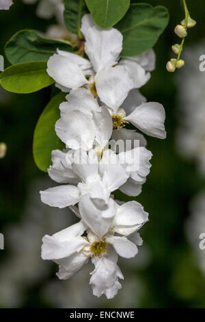 Buisson nacré, blanc nacré Exochorda albertii Bloom Banque D'Images