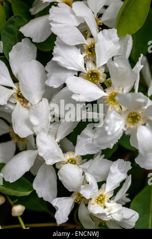 Buisson nacré, fleurs Exochorda albertii blanches de Pearlbush Banque D'Images