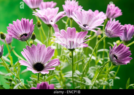 Marguerites colorées dont le nom latin est dimorfoteca dans un studio shot Banque D'Images