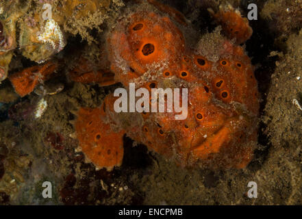 Poisson Grenouille peint orange sur un corail Banque D'Images