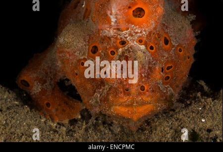 Poisson Grenouille peint orange sur un corail Banque D'Images