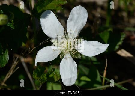 Fleur de dewberry Banque D'Images