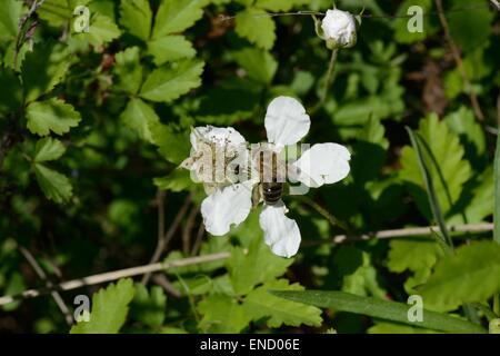 Dewberry wildflower honey bee avec Banque D'Images