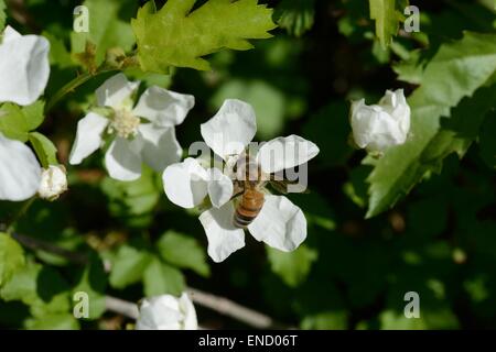 Dewberry wildflower honey bee avec Banque D'Images