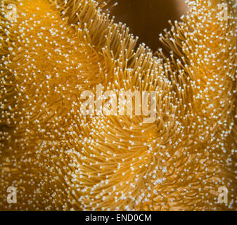 Abrégé d'un corail en cuir jaune Banque D'Images