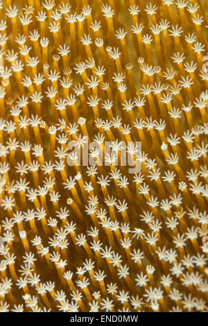 Close-up d'un corail en cuir jaune Banque D'Images