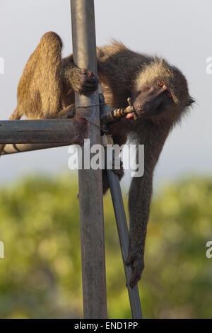 D'olive ou d'Anubis babouin (Papio anubis). Des animaux immatures, boire d'une tournée sur le robinet fixé sur un réservoir d'eau. Banque D'Images