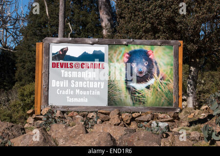 Diables de Tasmanie Cradle Mountain au sanctuaire,Tasmanie, Australie Banque D'Images