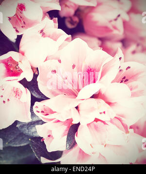 Fleurs d'un d'une année de l'Azalea Mevrouw Gerard Kint close up Banque D'Images