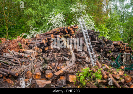 Pile de bois / journaux pour bois de chauffage domestique en France. Banque D'Images