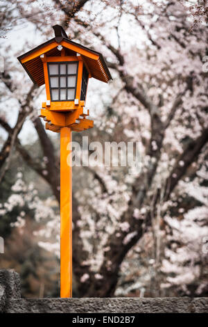 Lanterne japonaise traditionnelle avec les fleurs de cerisier sakura à fond au printemps saison Banque D'Images