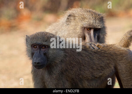 Huile d'olive ou de babouins (Papio Anubis Anubis). Le toilettage femelle bien cultivé des jeunes. Le Ghana. L'Afrique de l'Ouest. Le parc national de Kakum. Banque D'Images