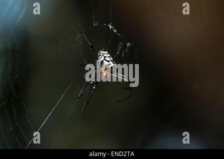 Orb weaver plate longue dans son site web Banque D'Images