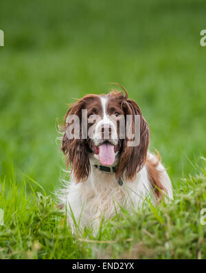 English Springer Spaniel chien dans un champ d'herbe Banque D'Images