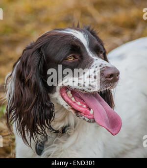 Portrait d'un jeune anglais Springer Spaniel chien avec la langue dehors sur une chaude journée Banque D'Images