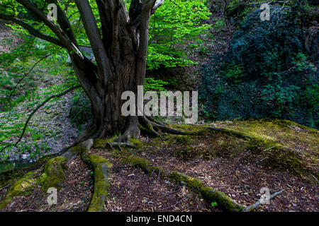 Hornbeam européen Carpinus betulus hornbeam commun Banque D'Images