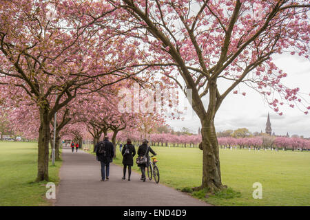 People walking through The Meadows public park in Edinburgh beneath cherry blossom trees in spring during cricket match Banque D'Images