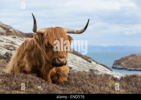Highland Cow sur l'île de Harris, Scotland Banque D'Images