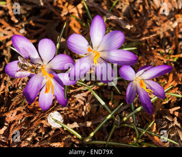 Crocus Banque D'Images