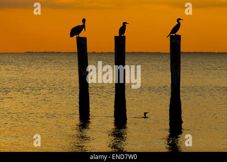 Le cormoran à aigrettes Phalacrocorax auritus et Pélican brun Fort Myers Beach Floride USA Banque D'Images