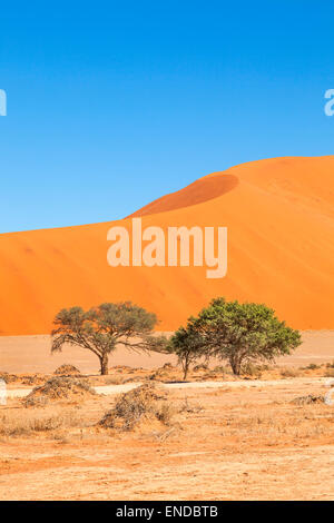 Une grande dune de sable Sossusvlei, Namibie. Banque D'Images