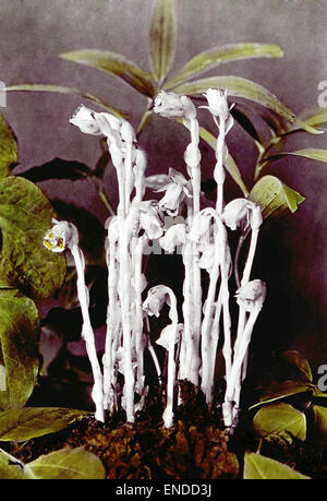Monotropa uniflora, communément connu sous le nom de pipe indienne ou fleur fantôme, est une plante unique originaire d'Amérique du Nord. Elle se caractérise par ses tiges blanches translucides et son manque de chlorophylle, ce qui en fait une espèce inhabituelle et fascinante dans les études botaniques. Banque D'Images