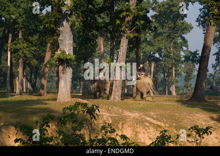 Le Népal, Parc national royal de Bardia, éléphant, mahout et les touristes en safari d'éléphant Banque D'Images