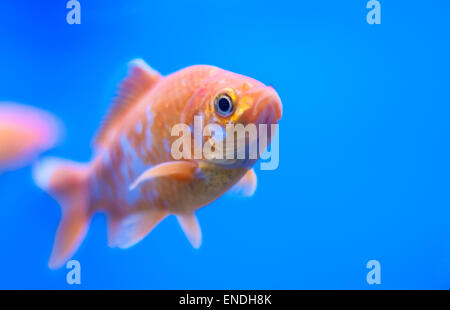 Poisson rouge orange dans une cuve avec fond bleu Banque D'Images