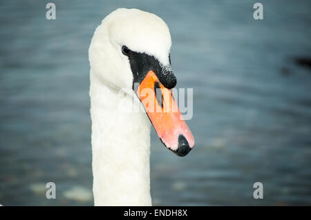 Un magnifique swan avec de l'eau bleu et ondulations dans l'arrière-plan Banque D'Images