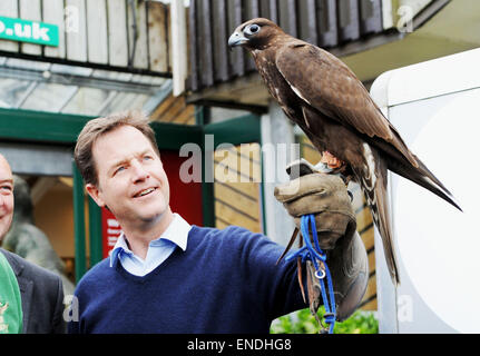 Newhaven, Sussex, UK. 3 mai, 2015. Nick Clegg, le chef des libéraux-démocrates et vice-Premier ministre rencontre et est titulaire d'une ombre Gyr Falcon lors de sa visite à la Paradise Park Centre Newhaven aujourd'Ombre est administré par Steve Charlton du Sussex Falconry Centre Crédit : Simon Dack/Alamy Live News Banque D'Images