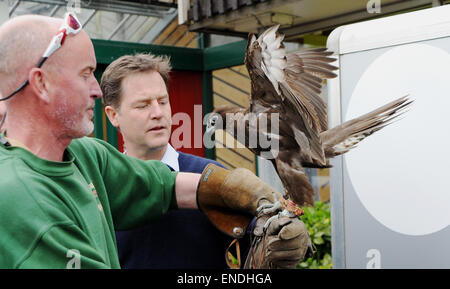 Newhaven, Sussex, UK. 3 mai, 2015. Nick Clegg, le chef des libéraux-démocrates et vice-Premier ministre rencontre et est titulaire d'une ombre Gyr Falcon lors de sa visite à la Paradise Park Centre Newhaven aujourd'Ombre est administré par Steve Charlton du Sussex Falconry Centre Crédit : Simon Dack/Alamy Live News Banque D'Images