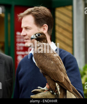 Newhaven, Sussex, UK. 3 mai, 2015. Nick Clegg, le chef des libéraux-démocrates et vice-Premier ministre rencontre et est titulaire d'une ombre Gyr Falcon lors de sa visite à la Paradise Park Centre Newhaven aujourd'Ombre est administré par Steve Charlton du Sussex Falconry Centre Crédit : Simon Dack/Alamy Live News Banque D'Images