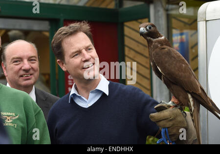 Newhaven, Sussex, UK. 3 mai, 2015. Nick Clegg, le chef des libéraux-démocrates et vice-Premier ministre rencontre et est titulaire d'une ombre Gyr Falcon lors de sa visite à la Paradise Park Centre Newhaven aujourd'Ombre est administré par Steve Charlton du Sussex Falconry Centre Crédit : Simon Dack/Alamy Live News Banque D'Images