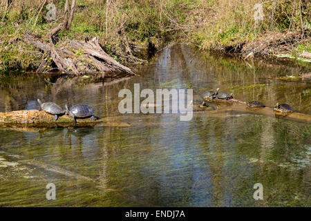 Pseudemys concinna floridana, Florida River Cooter de soleil sur tronc d'arbre ou bole, Ginnie Spring, High Springs, Florida, USA Banque D'Images