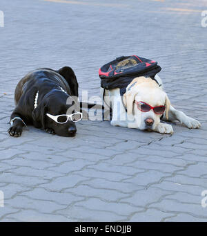 Deux chiens allongés sur le sol et portant des lunettes de soleil et sacs à dos Banque D'Images