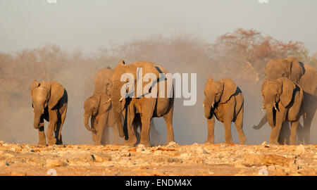 L'éléphant africain (Loxodonta africana) troupeau dans la poussière, Etosha National Park, Namibie Banque D'Images