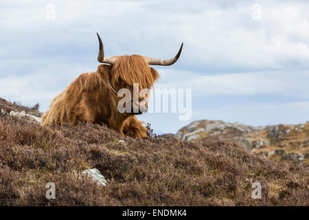 Highland Cow sur l'île de Harris, Scotland Banque D'Images