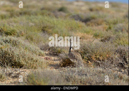 Chlamydotis undulata outarde Houbara, fuerteventurae Banque D'Images