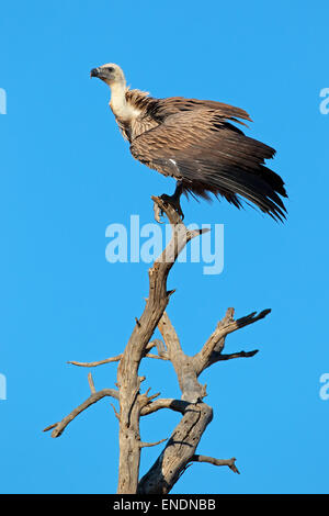 Un vautour africain (Gyps africanus) sur une branche contre un ciel bleu, Afrique du Sud Banque D'Images