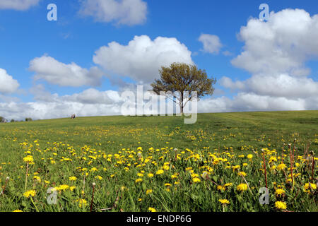 Epsom, Surrey, UK. 3 mai, 2015. Météo : une bande de pissenlits en fleurs faire une scène colorée sur Epsom Downs Surrey. Credit : Julia Gavin UK/Alamy Live News Banque D'Images