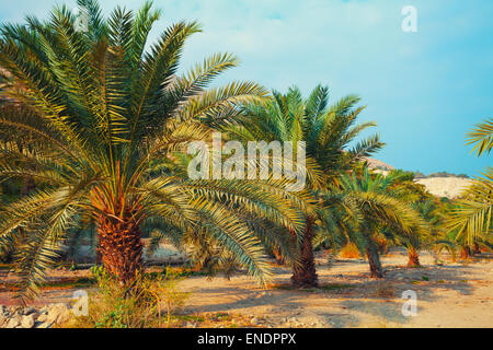 Date palm plantation Banque D'Images